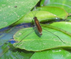 Limnoporus dissortis