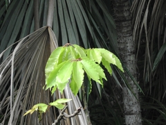 Pseudobombax munguba