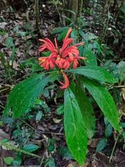 Pachystachys spicata