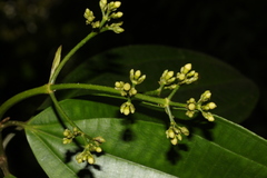 Miconia cooperi