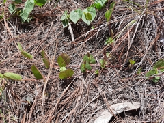 Aristolochia bracteosa