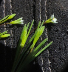 Linanthus harknessii