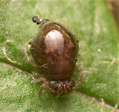Allacma fusca