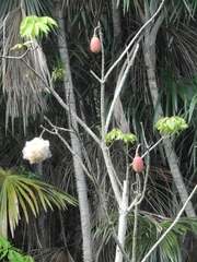 Pseudobombax munguba