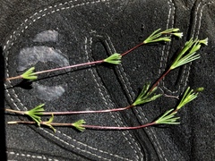 Linanthus harknessii