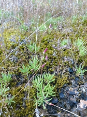 Phemeranthus calcaricus