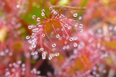 Drosera intermedia