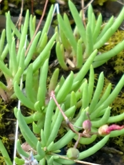 Phemeranthus calcaricus