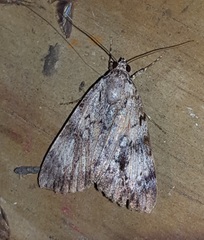 Catocala lineella