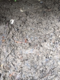 Crassiclitellata