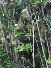 Pseudobombax munguba