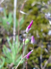 Phemeranthus calcaricus