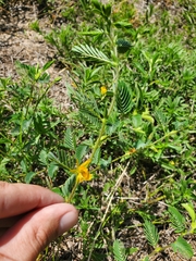 Chamaecrista calycioides