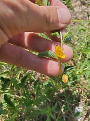 Chamaecrista calycioides