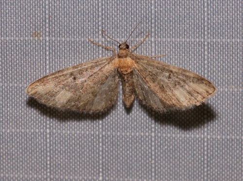 Eupithecia flavigutta photo 4