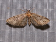 Eupithecia flavigutta