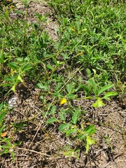 Chamaecrista calycioides