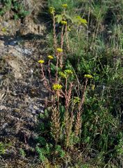 Petrosedum rupestre