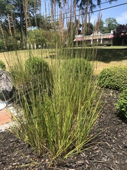 Calamagrostis × acutiflora
