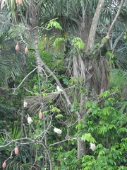 Pseudobombax munguba