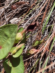 Aristolochia bracteosa