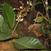Graffenrieda grandifolia - Photo (c) humbertomendozacifuentes,  זכויות יוצרים חלקיות (CC BY-NC), הועלה על ידי humbertomendozacifuentes
