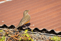Turdus rufiventris