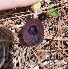 Aristolochia bracteosa