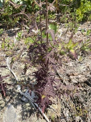 Aureolaria pedicularia