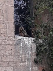 Bubo bubo