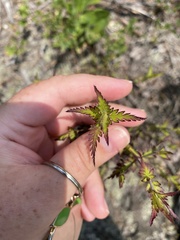 Aureolaria pedicularia