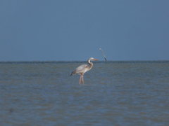 Ardea herodias occidentalis × wardi