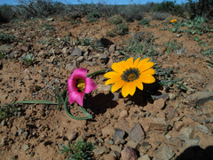 Romulea subfistulosa