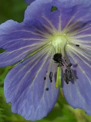 Zacladus geranii