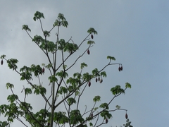 Pseudobombax munguba