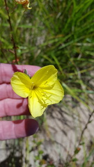 Oenothera heterophylla