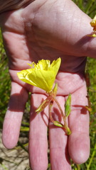 Oenothera heterophylla