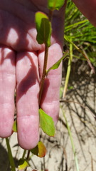 Oenothera heterophylla