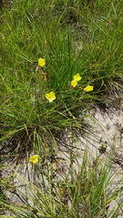 Oenothera heterophylla