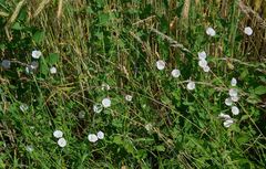 Convolvulus arvensis
