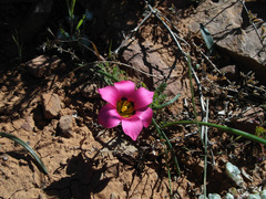 Romulea subfistulosa