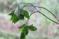 Henriettea tuberculosa
