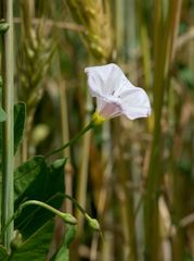 Convolvulus arvensis