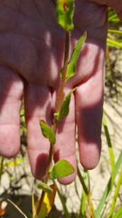 Oenothera heterophylla