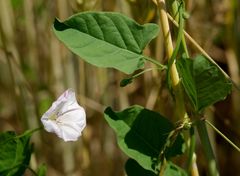 Convolvulus arvensis
