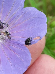 Zacladus geranii