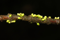 Henriettea tuberculosa