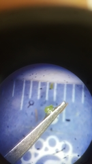 Wolffia brasiliensis