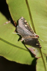 Luma sericea