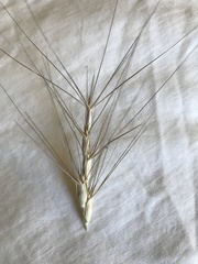 Aegilops triuncialis